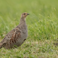 Kuropatwa - Perdix perdix - Grey Partridge