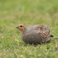 Kuropatwa - Perdix perdix - Grey Partridge