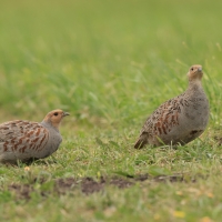 Kuropatwa - Perdix perdix - Grey Partridge