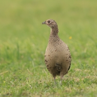 Bażant - Phasianus colchicus - Common Pheasant