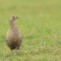 Bażant - Phasianus colchicus - Common Pheasant