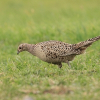 Bażant - Phasianus colchicus - Common Pheasant