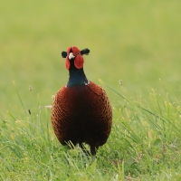Bażant - Phasianus colchicus - Common Pheasant