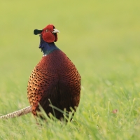 Bażant - Phasianus colchicus - Common Pheasant