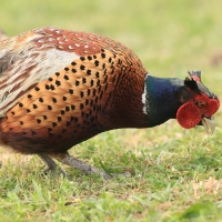 Bażant - Phasianus colchicus - Common Pheasant