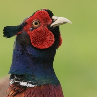 Bażant - Phasianus colchicus - Common Pheasant