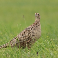 Bażant - Phasianus colchicus - Common Pheasant