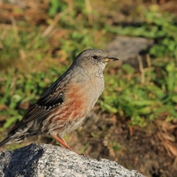 Płochacz halny - Prunella collaris - Alpine Accentor