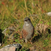 Płochacz halny - Prunella collaris - Alpine Accentor