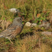 Płochacz halny - Prunella collaris - Alpine Accentor