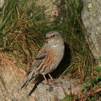 Płochacz halny - Prunella collaris - Alpine Accentor
