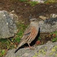 Płochacz halny - Prunella collaris - Alpine Accentor
