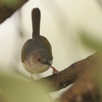 Beczak szarogrzbiety - Camaroptera brevicaudata - Grey-backed Camaroptera