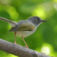 Beczak szarogrzbiety - Camaroptera brevicaudata - Grey-backed Camaroptera