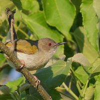Beczak szarogrzbiety - Camaroptera brevicaudata - Grey-backed Camaroptera