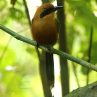 Piłodziób rdzawy - Baryphthengus martii - Rufous Motmot