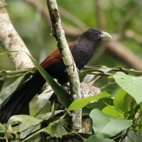Kukal jasnodzioby - Centropus chlororhynchos - Green-billed Coucal