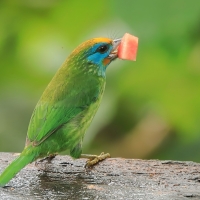 Pstrogłów żółtoczelny - Psilopogon flavifrons - Yellow-fronted Barbet