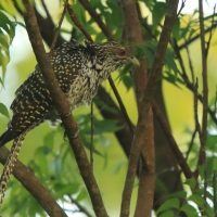 Kukiel wielki - Eudynamys scolopaceus  - Asian Koel