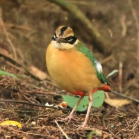 Kurtaczek bengalski - Pitta brachyura - Indian Pitta