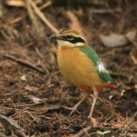 Kurtaczek bengalski - Pitta brachyura - Indian Pitta