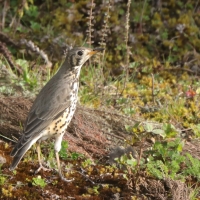 Drozd kroplisty - Psophocichla litsitsirupa - Groundscraper Thrush
