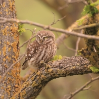 Pójdźka - Athene noctua - Little Owl