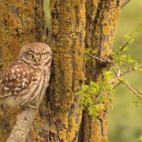 Pójdźka - Athene noctua - Little Owl