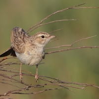 Skowroniec białobrzuchy - Calendulauda africanoides - Fawn-colored Lark