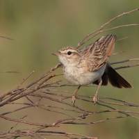 Skowroniec białobrzuchy - Calendulauda africanoides - Fawn-colored Lark