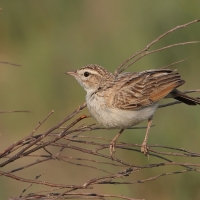 Skowroniec białobrzuchy - Calendulauda africanoides - Fawn-colored Lark