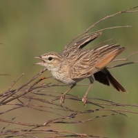 Skowroniec białobrzuchy - Calendulauda africanoides - Fawn-colored Lark