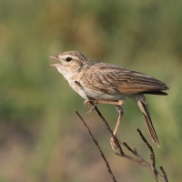 Skowroniec białobrzuchy - Calendulauda africanoides - Fawn-colored Lark