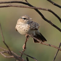 Skowroniec białobrzuchy - Calendulauda africanoides - Fawn-colored Lark