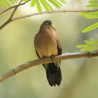 Turkaweczka modroplamkowa - Turtur afer - Blue-spotted Wood Dove