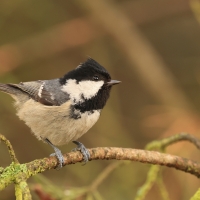 Sosnówka - Periparus ater - Coal Tit