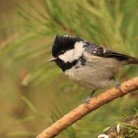 Sosnówka - Periparus ater - Coal Tit