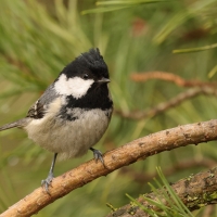 Sosnówka - Periparus ater - Coal Tit