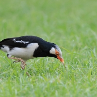 Szpak srokaty - Indian Pied Starling - Gracupica contra