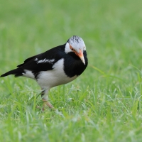 Szpak srokaty - Indian Pied Starling - Gracupica contra