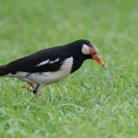 Szpak srokaty - Indian Pied Starling - Gracupica contra