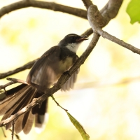 Wachlarzówka srokata - Malaysian Pied Fantail - Rhipidura javanica