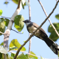 Wachlarzówka srokata - Malaysian Pied Fantail - Rhipidura javanica
