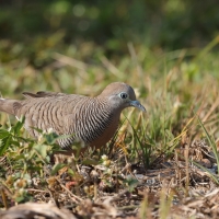 Gołąbek zebrowany - Zebra dove - Geopelia striata