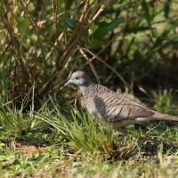 Gołąbek zebrowany - Zebra dove - Geopelia striata