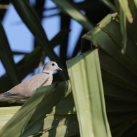 Synogarlica mała - Red Collared-Dove - Streptopelia tranquebarica