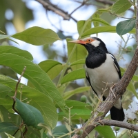Szpak srokaty - Indian Pied Starling - Gracupica contra