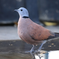 Synogarlica mała - Streptopelia tranquebarica - Red Collared-Dove