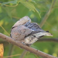 Synogarlica mała - Red Collared-Dove - Streptopelia tranquebarica