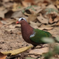 Miedzianka szmaragdowa - Chalcophaps indica - Common Emerald Dove